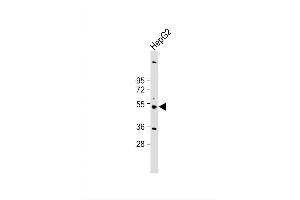 Image no. 3 for anti-Cytochrome P450, Family 3, Subfamily A, Polypeptide 4 (CYP3A4) (AA 242-270) antibody (ABIN652422)