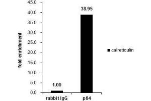 Image no. 1 for anti-THO Complex 1 (THOC1) (C-Term) antibody (ABIN2855518)