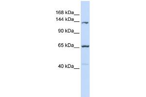 anti-Protocadherin 12 (PCDH12) (Middle Region) antibody