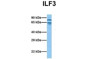 Image no. 5 for anti-Interleukin enhancer-binding factor 3 (ILF3) (N-Term) antibody (ABIN2780867)