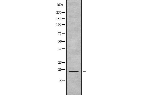 GPSM3 anticorps  (C-Term)