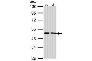 Image no. 2 for anti-Nucleotide Exchange Factor SIL1 (SIL1) (C-Term) antibody (ABIN2856310)