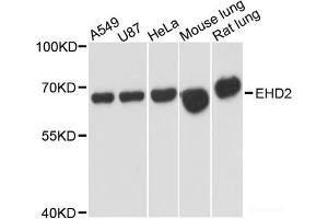 Western blot analysis of extracts of various cell lines using EHD2 Polyclonal Antibody at dilution of 1:3000.