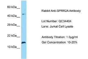 Image no. 1 for anti-Small Proline Rich Protein 2A (SPRR2A) (N-Term) antibody (ABIN2774374)