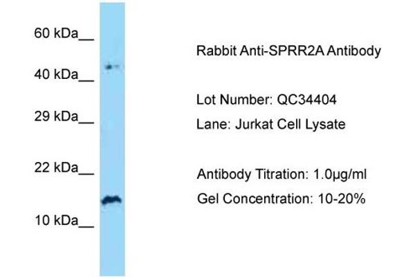 SPRR2A 抗体  (N-Term)
