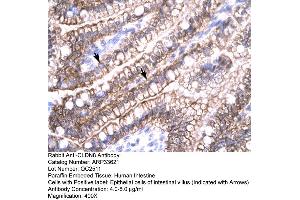 CLDN8 Antikörper  (C-Term)