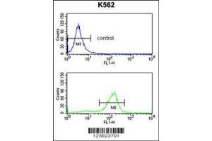 Image no. 2 for anti-serine Dehydratase (SDS) (AA 1-30), (N-Term) antibody (ABIN652984)