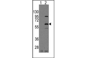 Image no. 1 for anti-Elongator complex protein 3 (ELP3) (N-Term) antibody (ABIN356661)