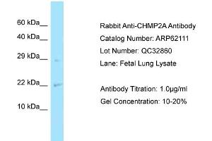 Image no. 1 for anti-Charged Multivesicular Body Protein 2A (CHMP2A) (N-Term) antibody (ABIN2789023)