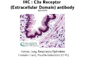 Image no. 1 for anti-Complement Component 3a Receptor 1 (C3AR1) (2nd Extracellular Domain) antibody (ABIN1732492)