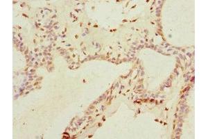 THRSP antibody  (AA 1-146)