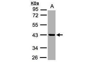 Image no. 1 for anti-Kallikrein 11 (KLK11) (Center) antibody (ABIN2855789)