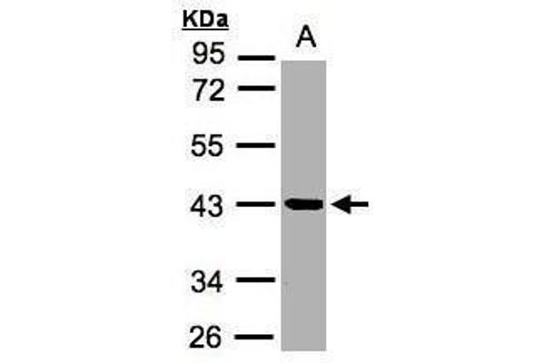 anti-Kallikrein 11 (KLK11) (Center) antibody