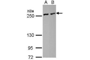 Image no. 3 for anti-Nuclear Mitotic Apparatus Protein 1 (NUMA1) (N-Term) antibody (ABIN2856910)