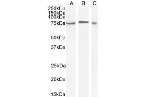 Image no. 3 for anti-Mitogen-Activated Protein Kinase Kinase Kinase 7 (MAP3K7) (Internal Region) antibody (ABIN185640)