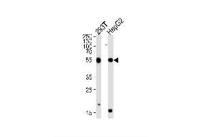 Image no. 1 for anti-phosphorylase Kinase, gamma 1 (Muscle) (PHKG1) antibody (ABIN1944825)