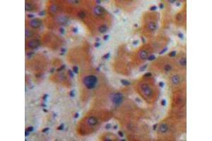 Image no. 2 for anti-Interleukin 17C (IL17C) (AA 7-159) antibody (ABIN1859357)