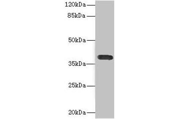 CD226 Antikörper  (AA 19-254)