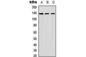 Image no. 1 for anti-Inositol Polyphosphate Phosphatase-Like 1 (INPPL1) (Center) antibody (ABIN2707049)