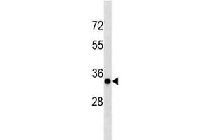 Image no. 3 for anti-Cyclin D3 (CCND3) (AA 252-281) antibody (ABIN3030598)