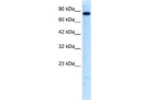anti-Ubiquitin-Like with PHD and Ring Finger Domains 2, E3 Ubiquitin Protein Ligase (UHRF2) (N-Term) antibody