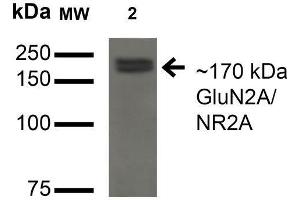Image no. 2 for anti-Glutamate Receptor, Ionotropic, N-Methyl D-Aspartate 2a (GRIN2A) (AA 75-325) antibody (ABIN1686643)