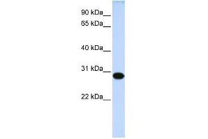 Image no. 1 for anti-Dorsal Root Ganglia Homeobox (DRGX) (Middle Region) antibody (ABIN928161)