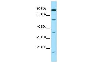 Image no. 1 for anti-Syntrophin, gamma 2 (SNTG2) (C-Term) antibody (ABIN2790447)