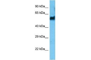 Image no. 1 for anti-Pellino Homolog 2 (Drosophila) (PELI2) (N-Term) antibody (ABIN5517275)