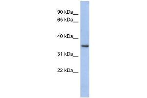 Image no. 1 for anti-Peroxisomal Biogenesis Factor 7 (PEX7) (N-Term) antibody (ABIN632262)