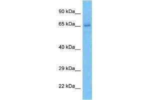Image no. 1 for anti-Zinc Finger Protein 273 (ZNF273) (C-Term) antibody (ABIN5514769)