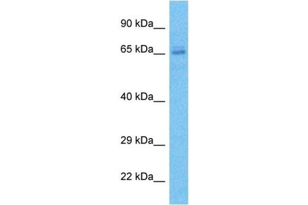ZNF273 anticorps  (C-Term)