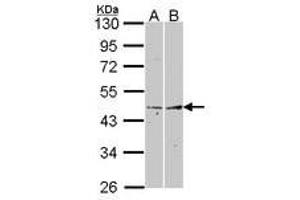 Image no. 1 for anti-Fibromodulin (FMOD) (AA 172-356) antibody (ABIN467454)