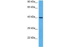 Image no. 2 for anti-GNAS Complex Locus (GNAS) (N-Term) antibody (ABIN2775543)