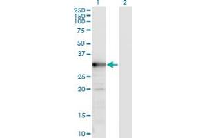 Image no. 3 for anti-Thymidylate Synthetase (TYMS) (AA 111-210) antibody (ABIN521191)