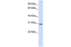 Image no. 1 for anti-RNA Binding Motif Protein 7 (RBM7) (Middle Region) antibody (ABIN633432)