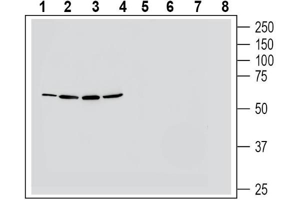 NMUR1 anticorps  (Extracellular, Loop 3)