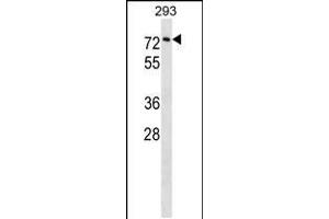 Image no. 1 for anti-Copine III (CPNE3) (AA 507-533), (C-Term) antibody (ABIN5533483)