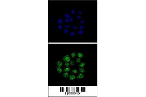 Image no. 3 for anti-Kruppel-Like Factor 11 (KLF11) (N-Term) antibody (ABIN2488860)