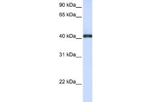 Image no. 1 for anti-Fc Receptor-Like A (FCRLA) (C-Term) antibody (ABIN2784054)