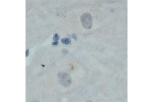 Image no. 4 for anti-Mal, T Cell Differentiation Protein 2 (MAL2) (C-Term) antibody (ABIN350437)