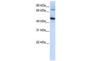 anti-Cytochrome P450, Family 46, Subfamily A, Polypeptide 1 (CYP46A1) (C-Term) antibody