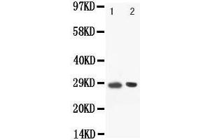 Image no. 1 for anti-POU Class 2 Associating Factor 1 (POU2AF1) (AA 238-256), (C-Term) antibody (ABIN3044424)