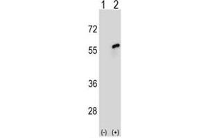 Image no. 4 for anti-Cell Division Cycle 20 Homolog (S. Cerevisiae) (CDC20) (AA 57-84) antibody (ABIN3030439)