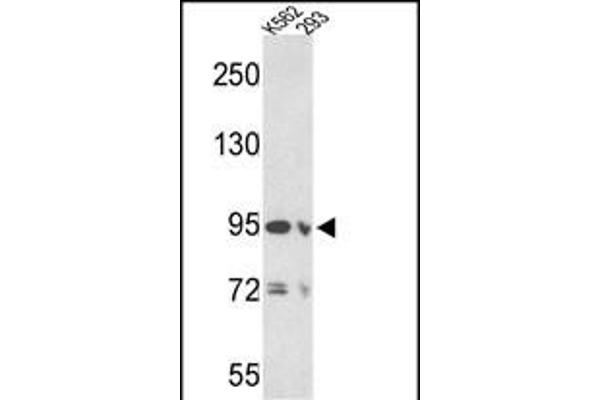 Emilin1 antibody  (N-Term)