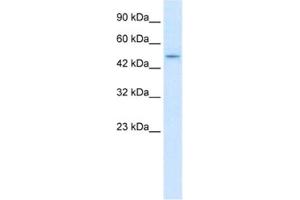 Image no. 1 for anti-Zinc Finger and BTB Domain Containing 47 (ZBTB47) antibody (ABIN2461300)