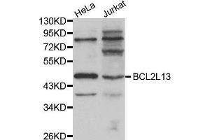 Image no. 2 for anti-BCL2-Like 13 (Apoptosis Facilitator) (BCL2L13) antibody (ABIN1512626)
