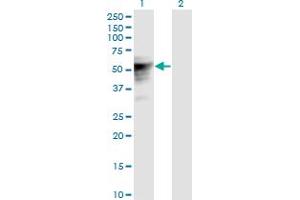 Image no. 1 for anti-Transducin-Like Enhancer of Split 6 (TLE6) (AA 1-449) antibody (ABIN529072)