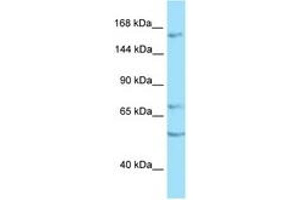 anti-Receptor Protein Tyrosine Phosphatase (PTPRT) (AA 1340-1389) antibody