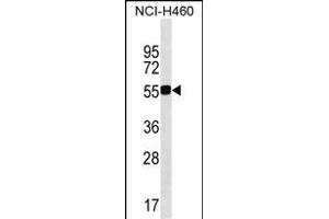 QRSL1 Antibody (N-term) (ABIN1539010 and ABIN2849733) western blot analysis in NCI- cell line lysates (35 μg/lane).
